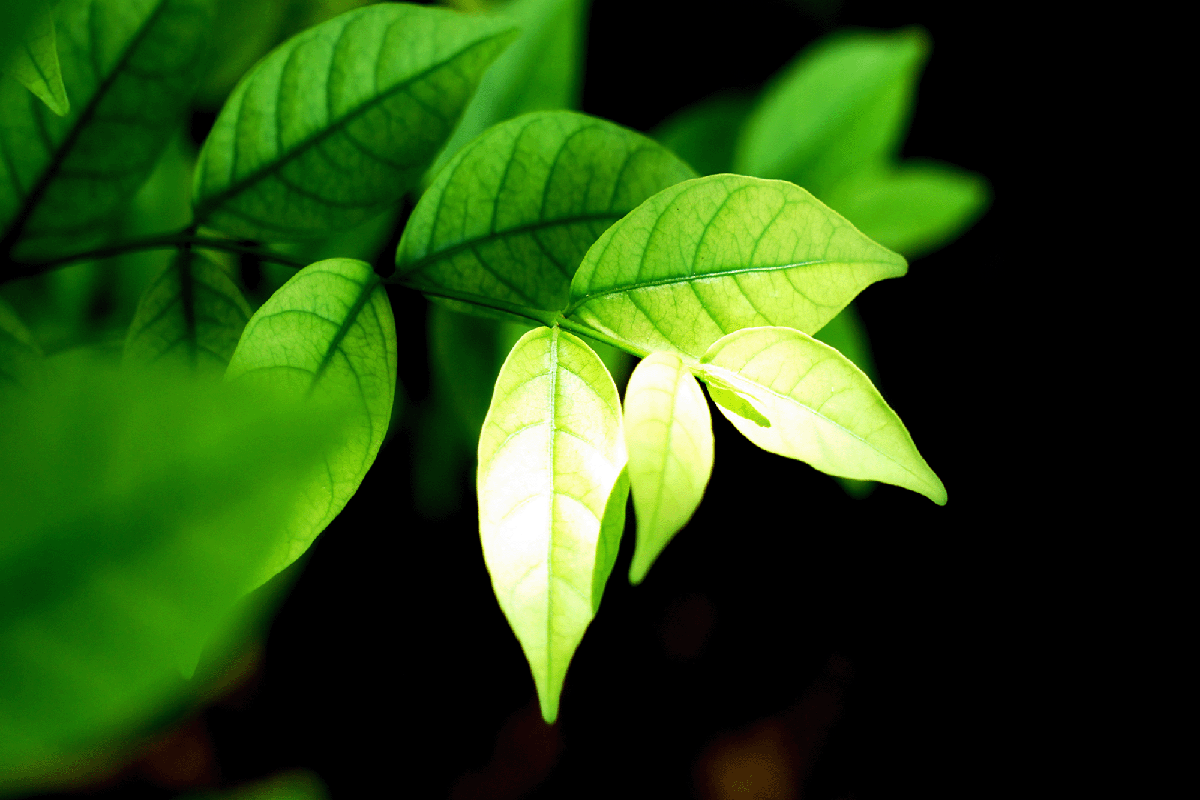 Callaway climate insights: The great ESG fund cull of 2023 is upon us