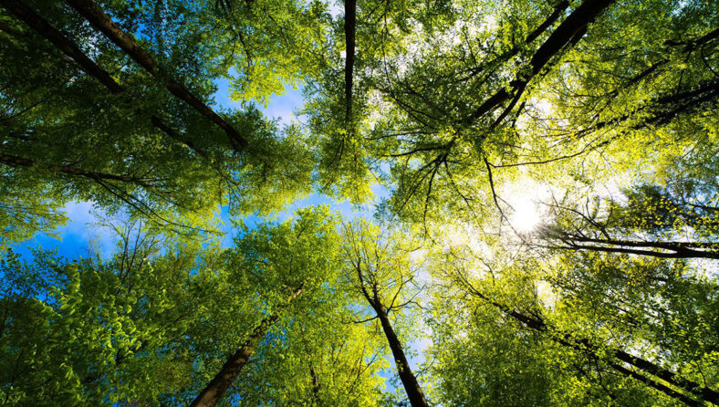 Investment Week: FCA and EU greenwashing regulations: Key differences
