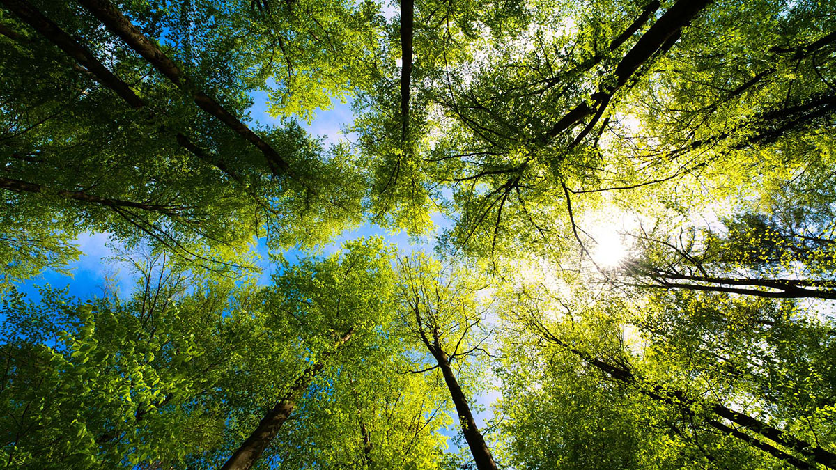 ESG: As COP27 highlights climate urgency, notions of “sustainability” fracture