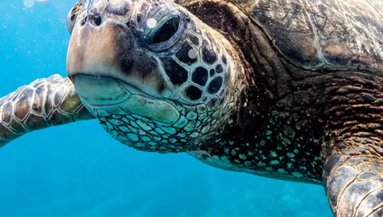 Investing in biodiversity: Why it matters for financial markets