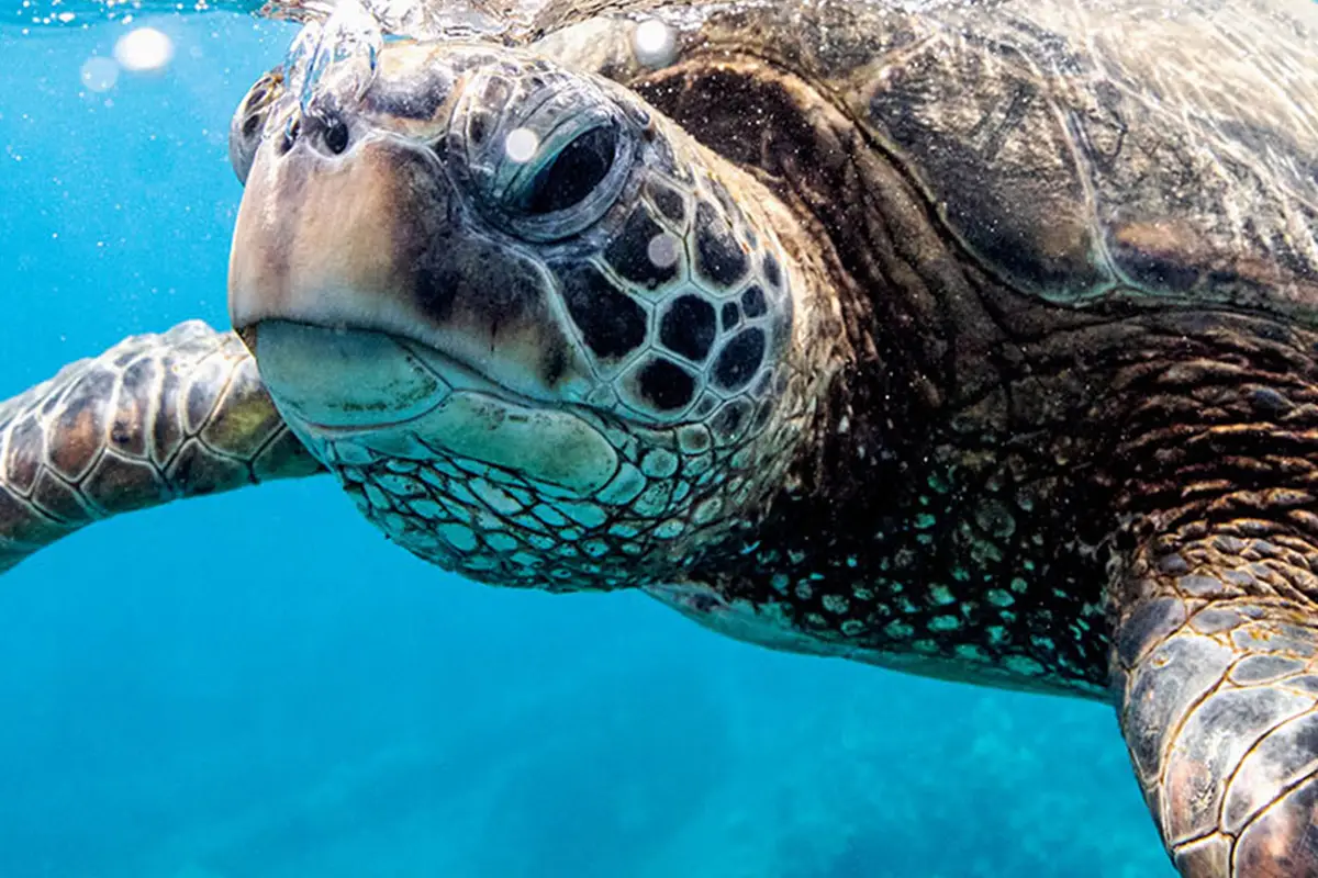 Investing in biodiversity: Why it matters for financial markets